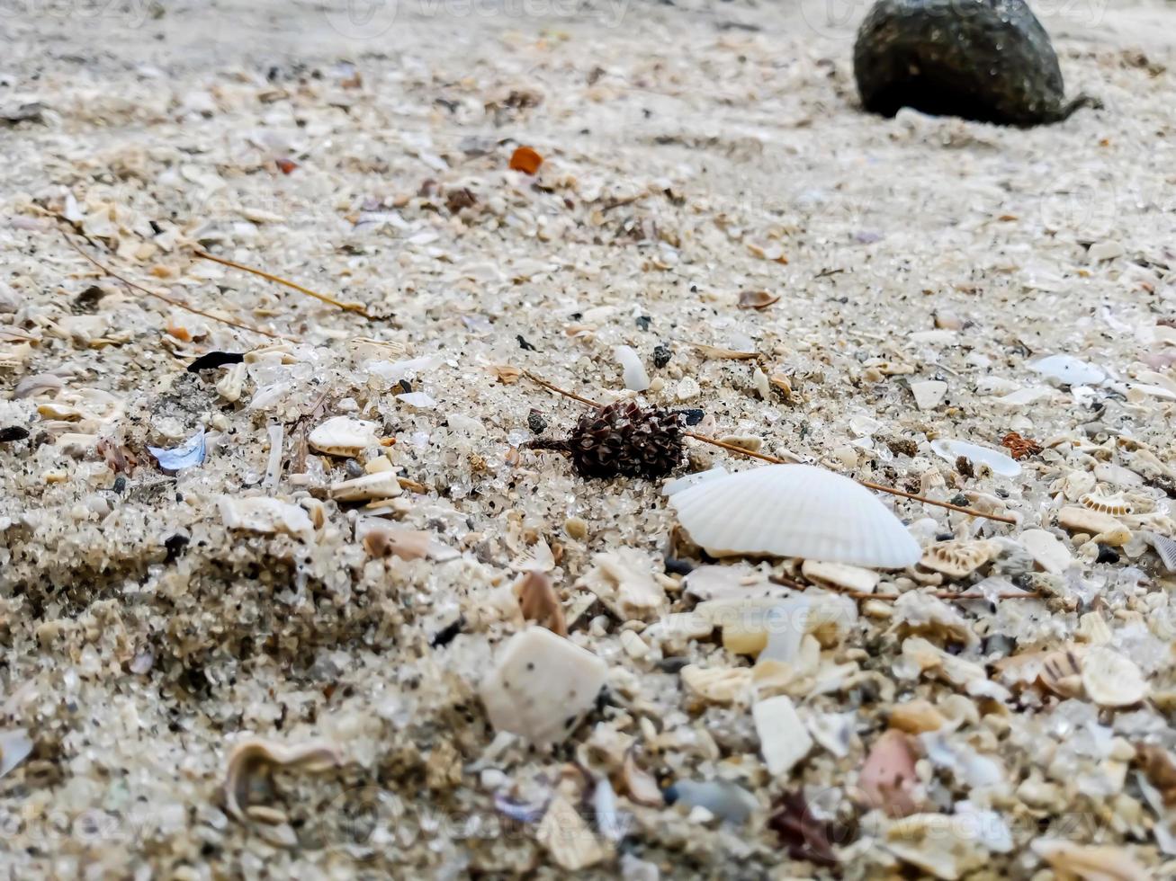 conchas en la arena de una playa muy bonita, conchas en la arena foto