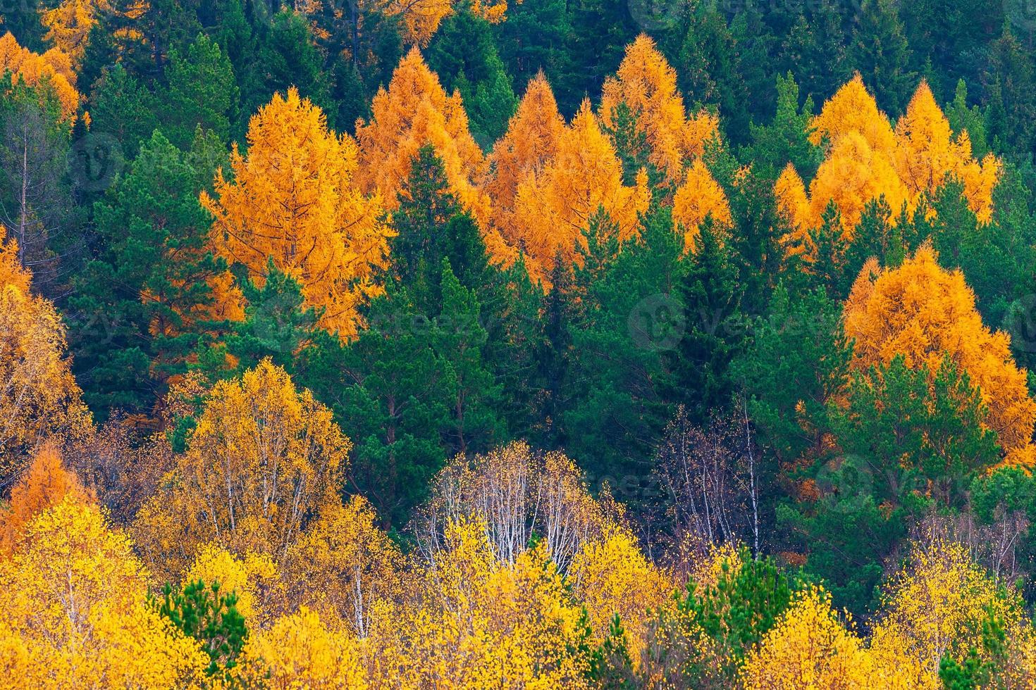 colorido bosque de otoño en las montañas. follaje colorido en los árboles. foto