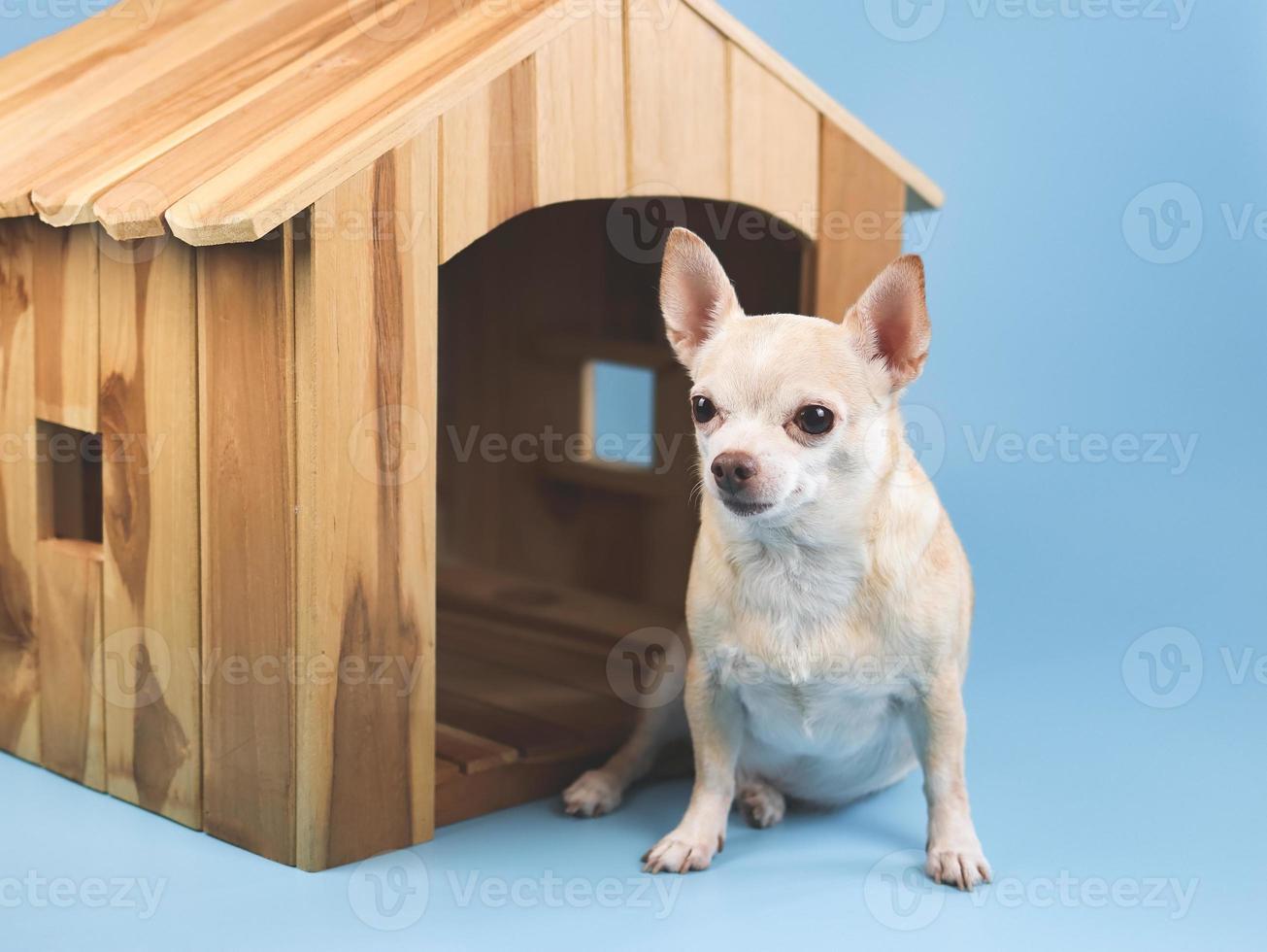 Perro chihuahua de pelo corto marrón sentado frente a una casa de perro de madera, aislado de fondo azul. foto