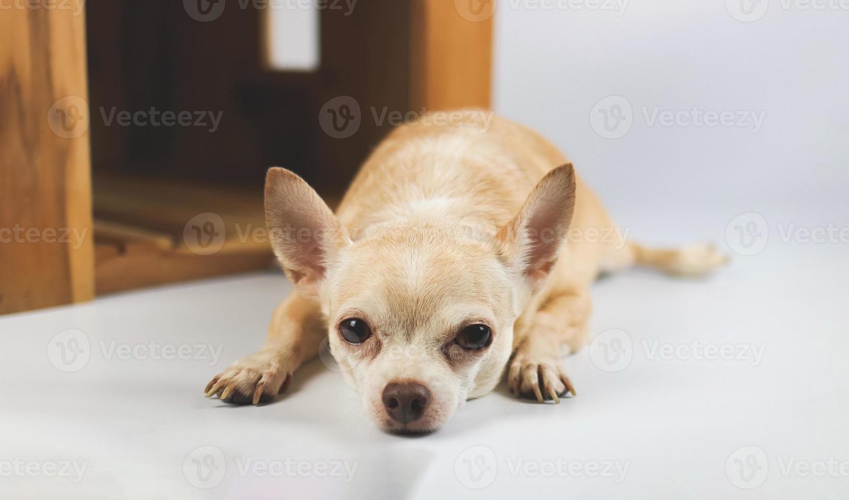leepy brown  short hair  Chihuahua dog lying down in  front of wooden dog house, isolated on white background. photo