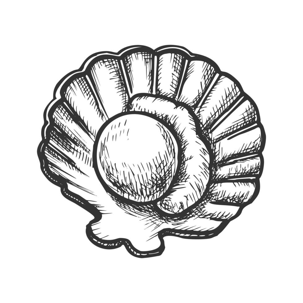 Scallop Meat In Shell Seafood Monochrome Vector