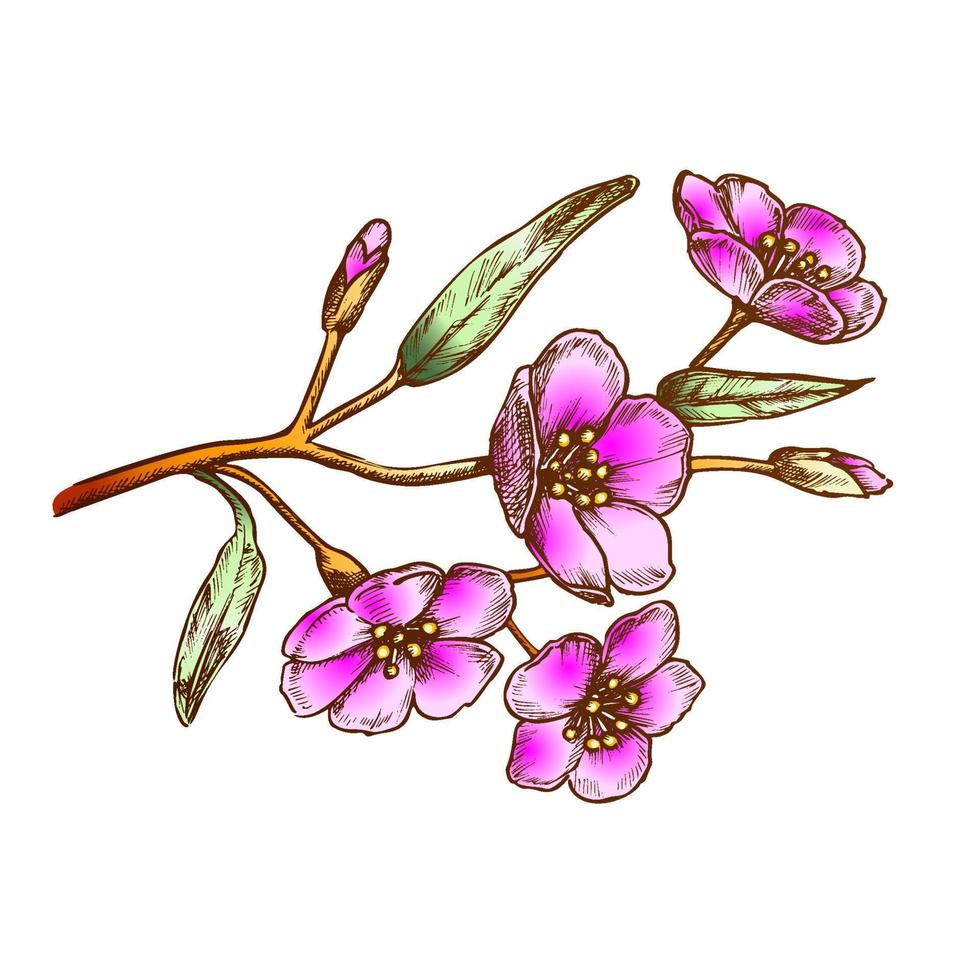 sakura flor rama árbol elemento color vector