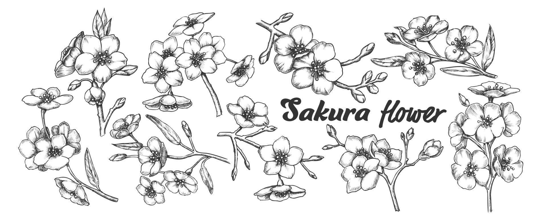 sakura colección árbol ramas conjunto vintage vector