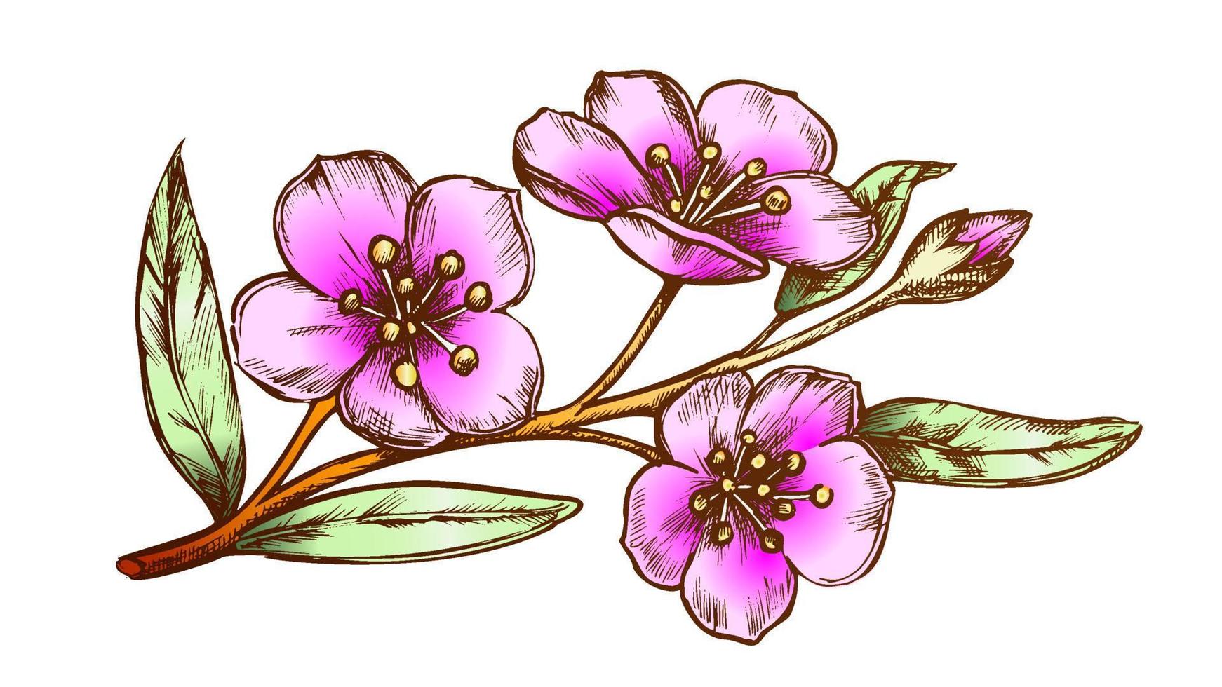 vector de color de árbol de jardín de frutas orientales de sakura