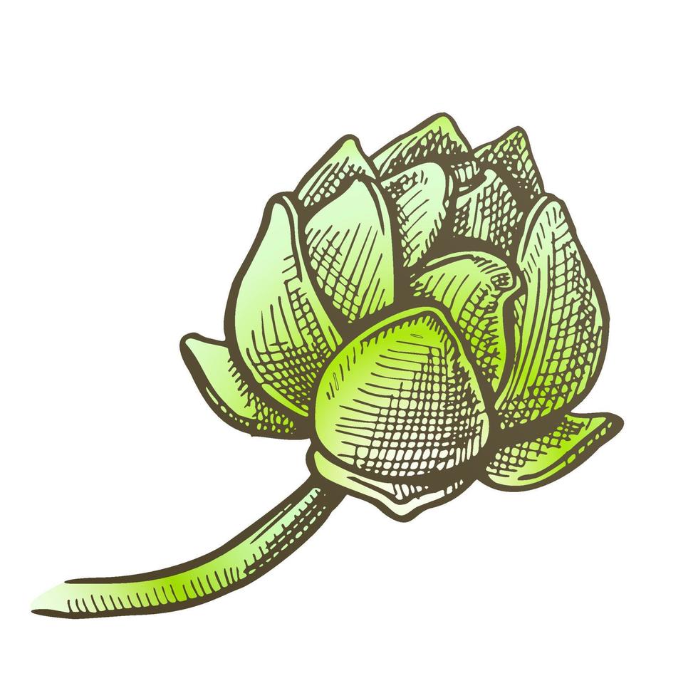 Color Hop Agriculture Applicable In Medicine Vector