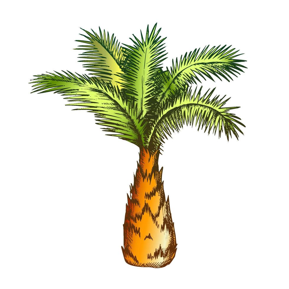 Palm Tree Sabal Minor Miami Palmetto Color Vector