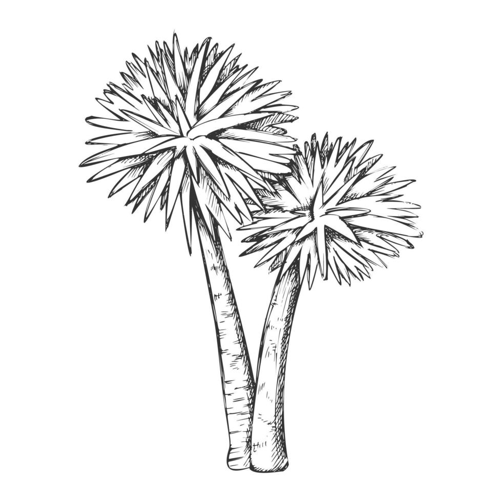 Sabal Palm Exotic Tropical Trees Monochrome Vector
