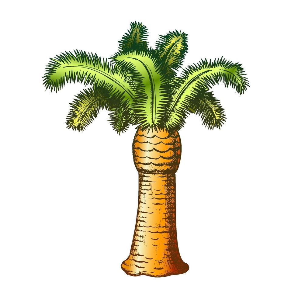 Palm Coastline Tropical Tree Color Vector
