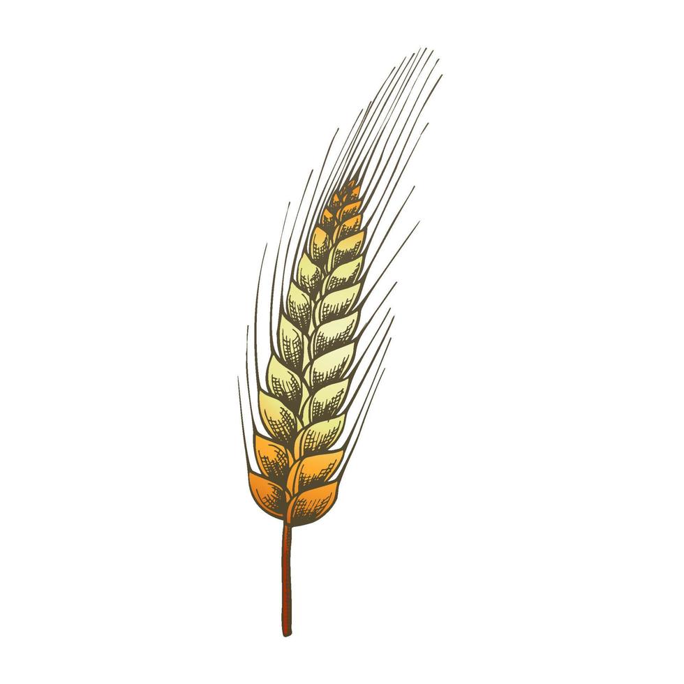 Color Designed Agriculture Grain Wheat Ripe Spike Vector