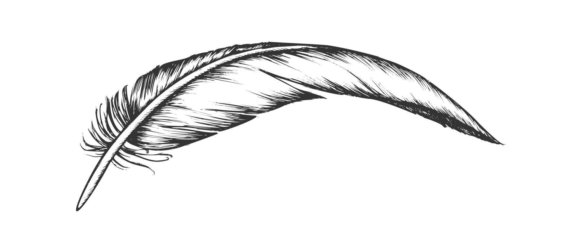 Lost Bird Outer Element Feather Vintage Vector