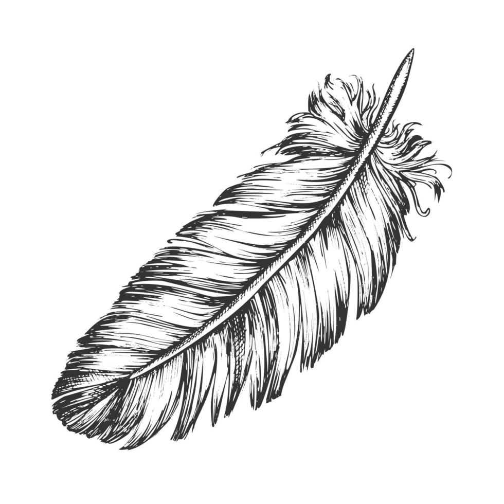 Lost Bird Outer Element Feather Sketch Vector