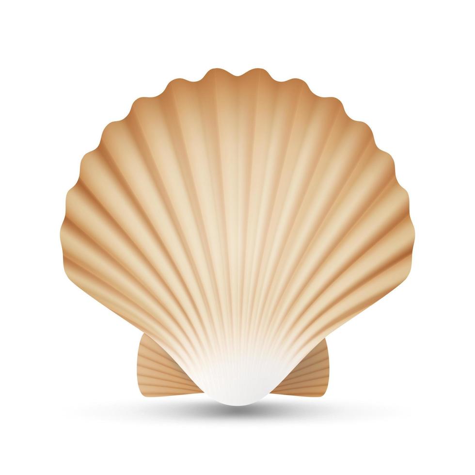 Scallop Seashell Vector. Realistic Sea Shell Close Up. Isolated On White. Illustration vector