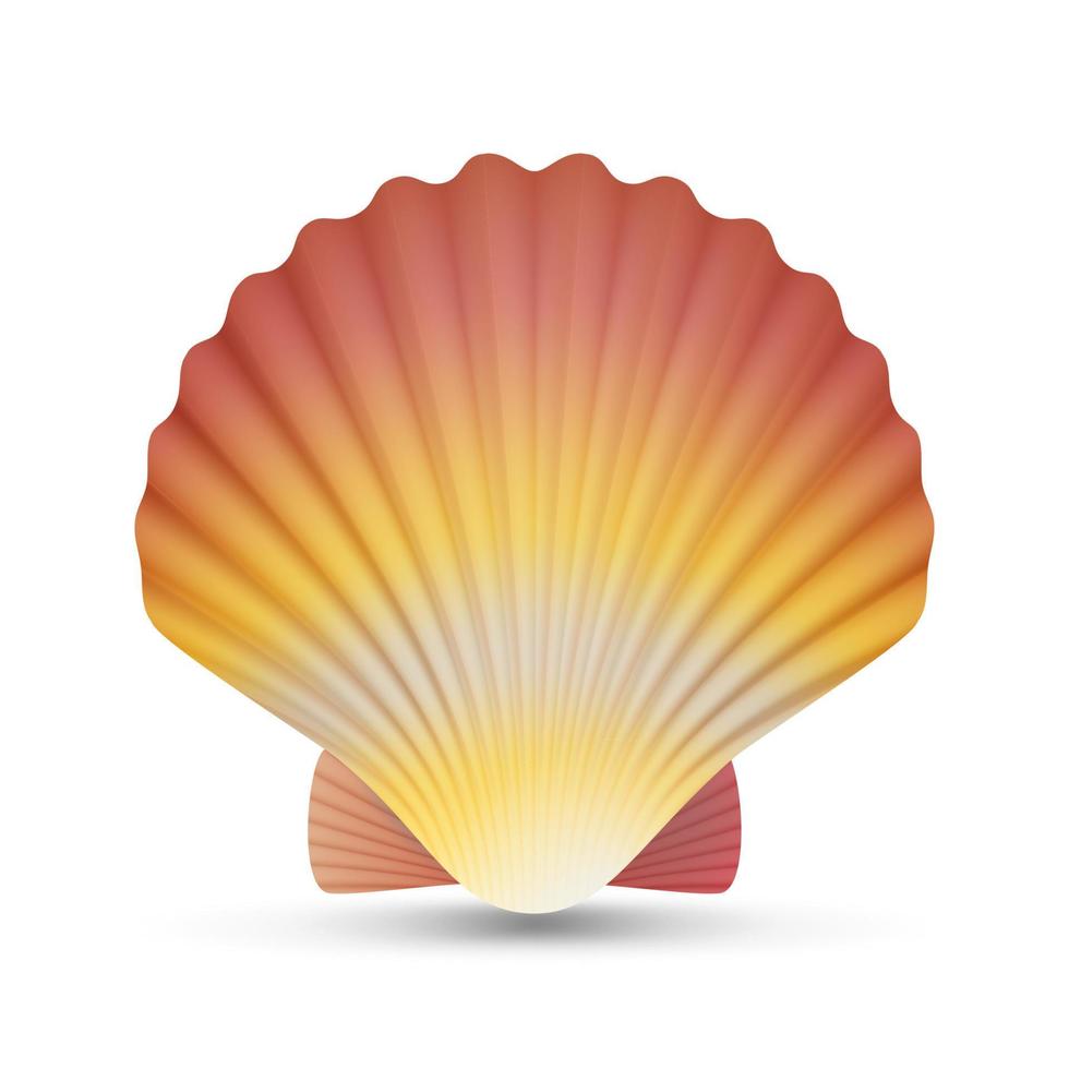 Scallop Seashell Vector. Realistic Scallops Shell Isolated On White Background Illustration vector