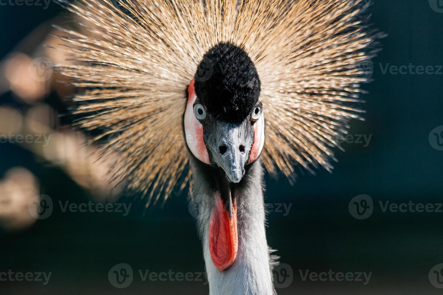 hermosa grulla coronada balearica pavonina foto