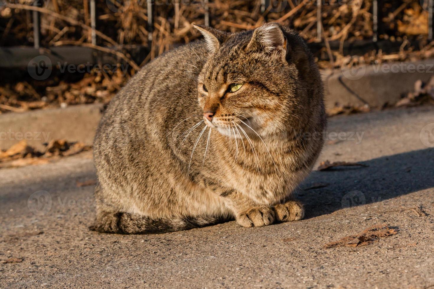The street cat is heated in the sun's rays photo