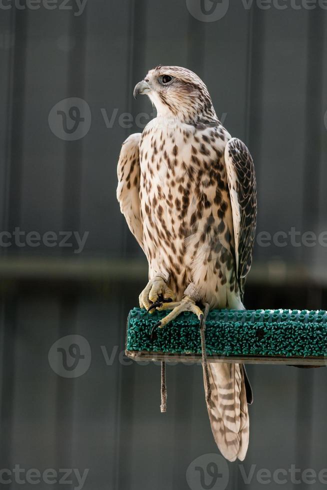 Beautiful falcon close up photo