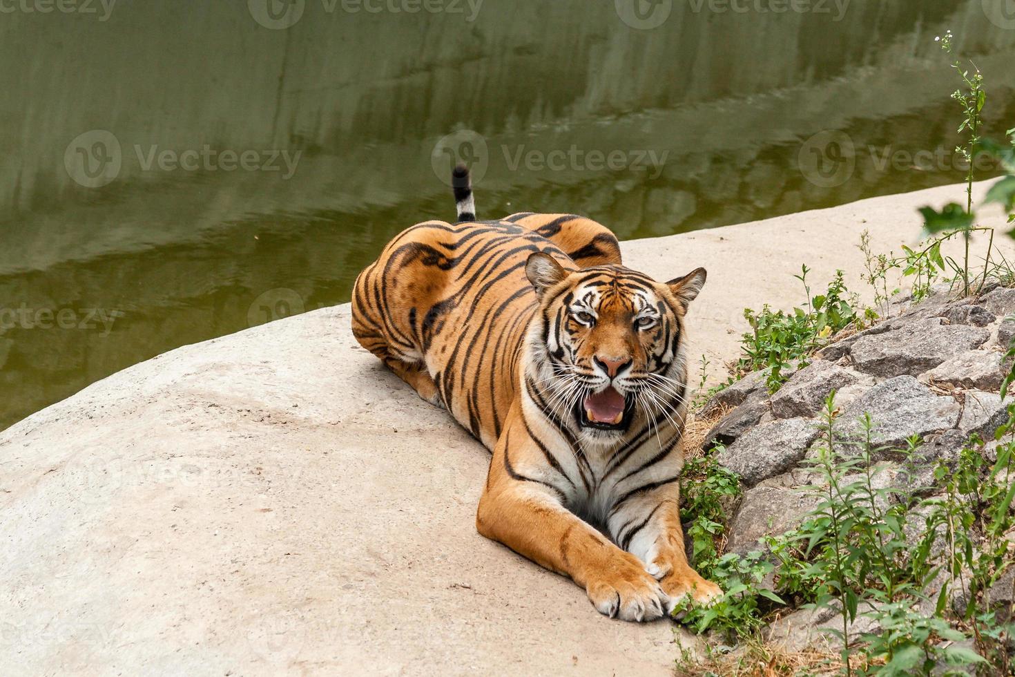 Tiger resting in the nature near the water photo