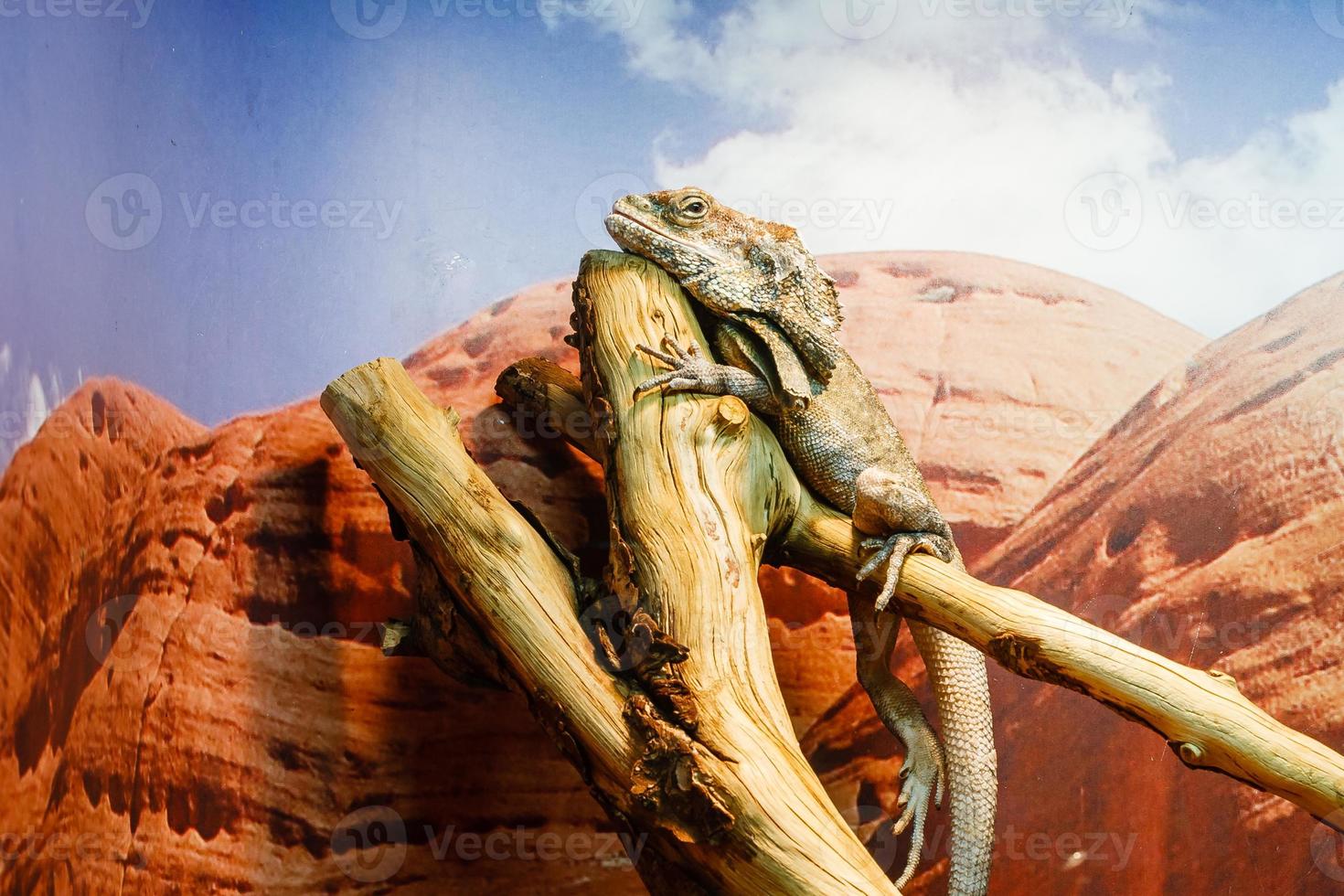 lizard close up photo