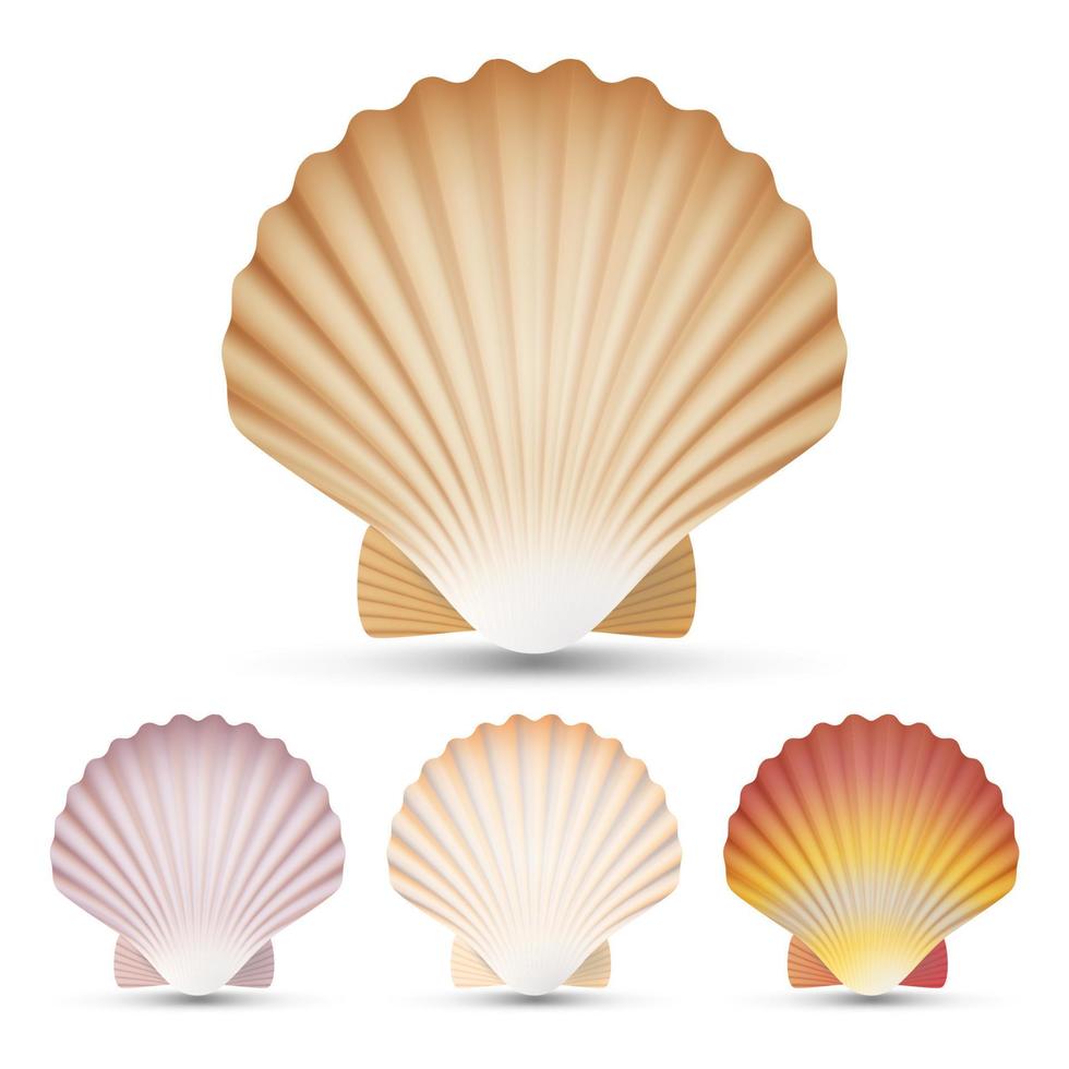 Scallop Seashell Set Vector. Exotic Souvenir Scallops Shell Isolated On White Background Illustration vector