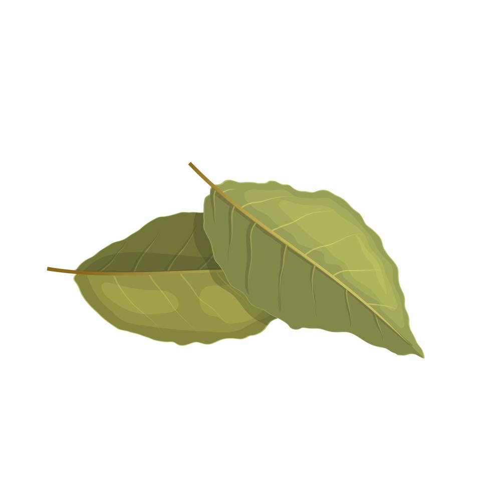 bay leaf herb cartoon vector illustration