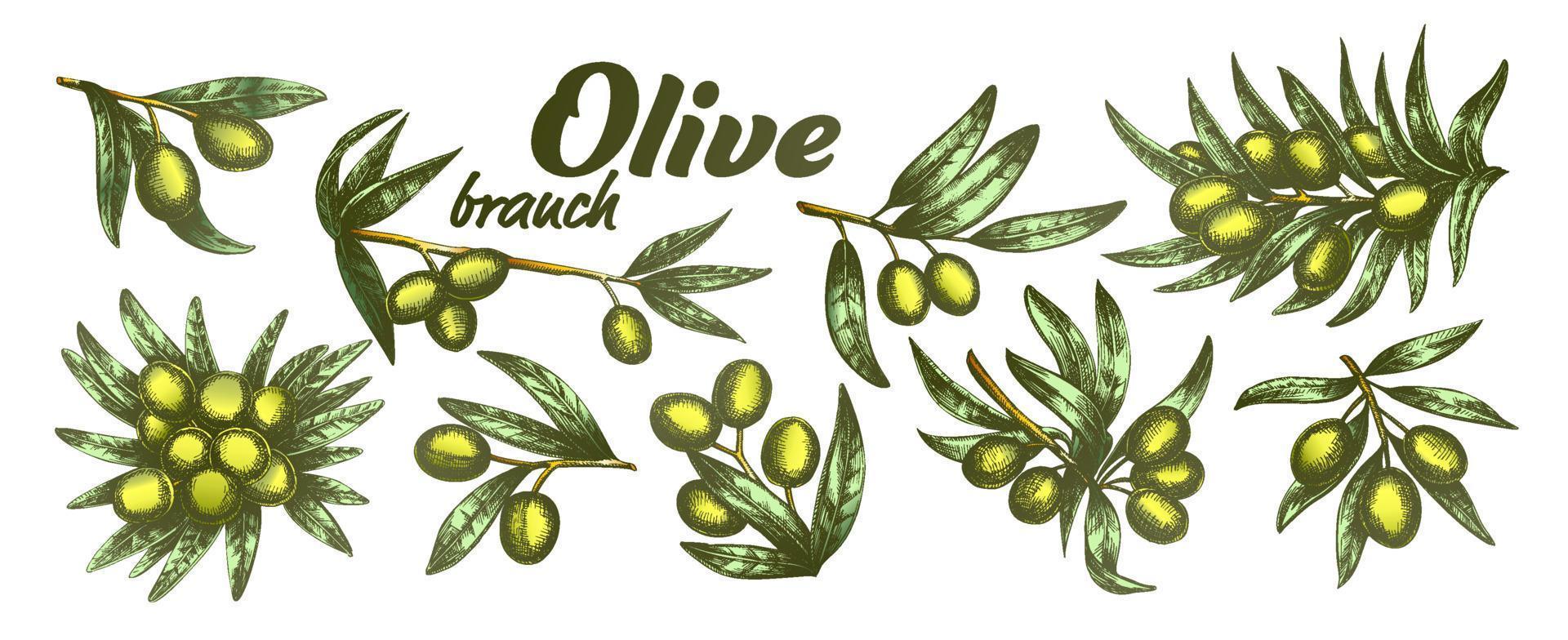 Color Assortment Different Olive Branch Set Ink Vector