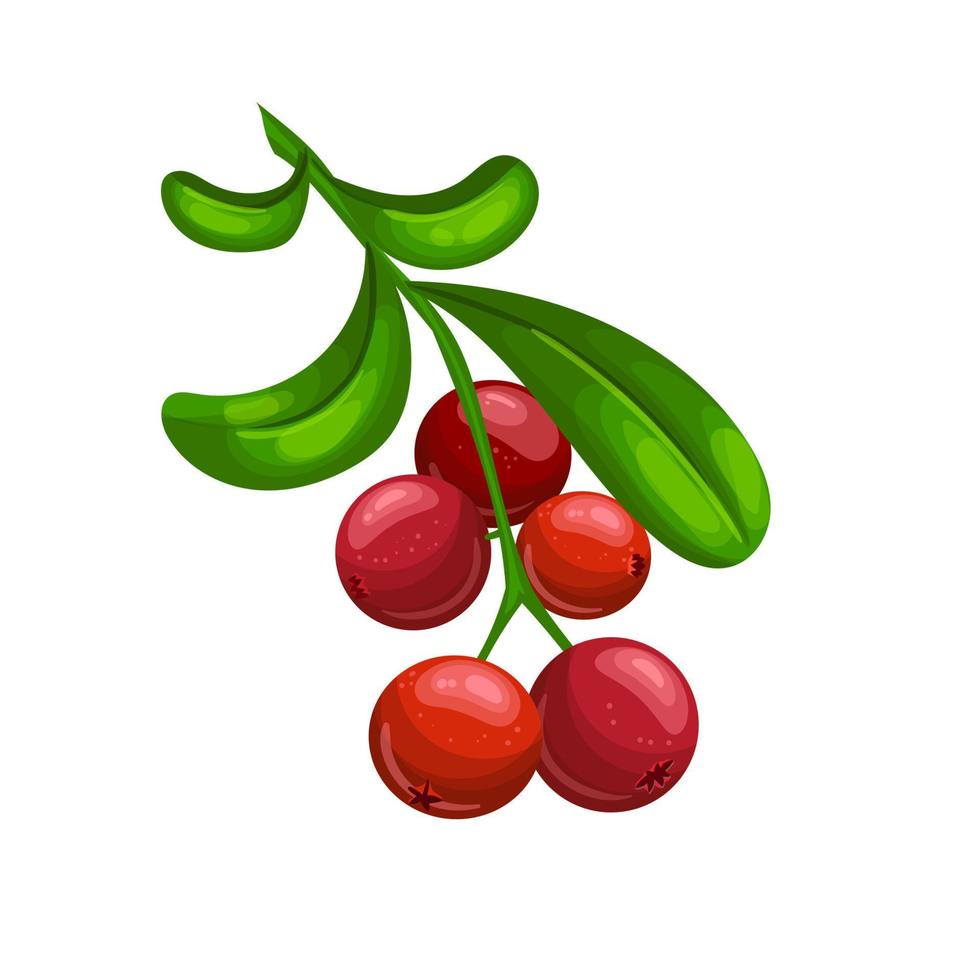 cranberry food cartoon vector illustration