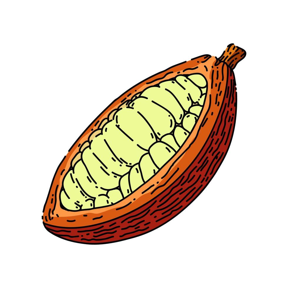 bosquejo de grano de cacao vector dibujado a mano