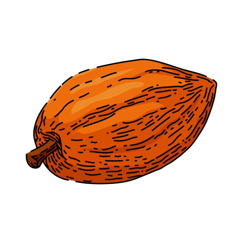 bosquejo de grano de cacao vector dibujado a mano