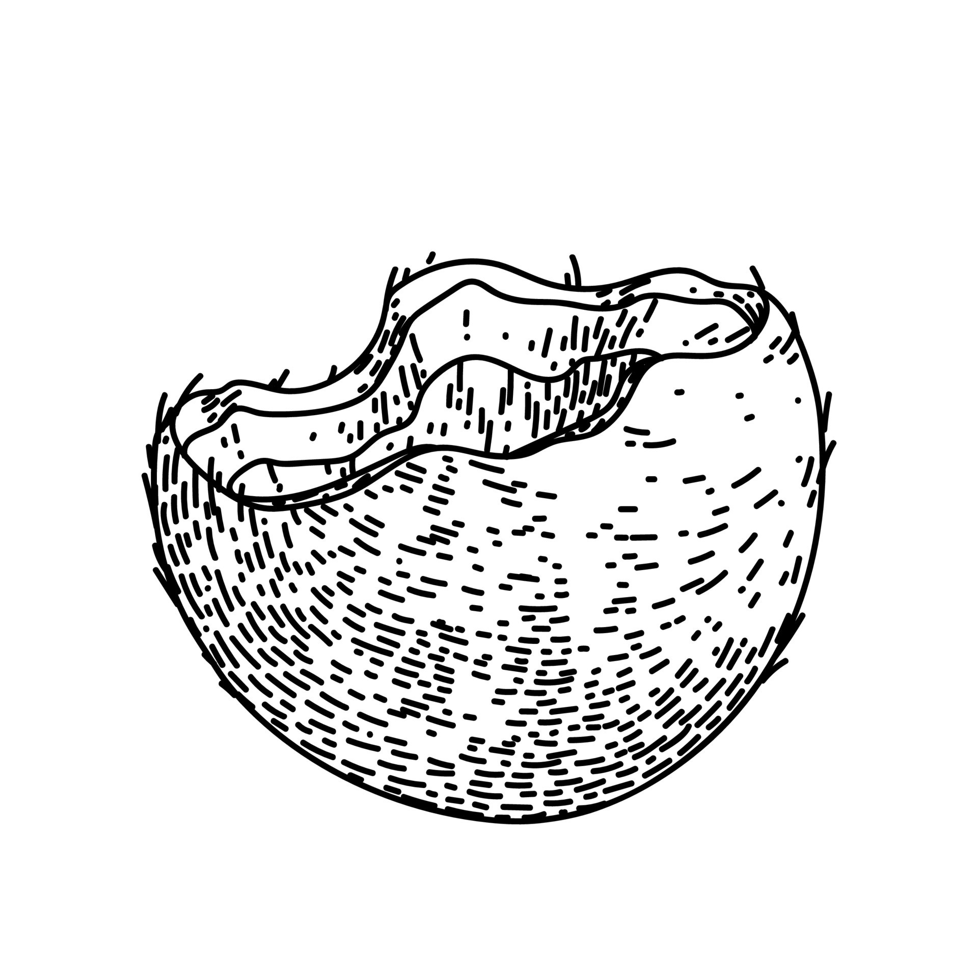 coconut cut sketch hand drawn vector 17587371 Vector Art at Vecteezy