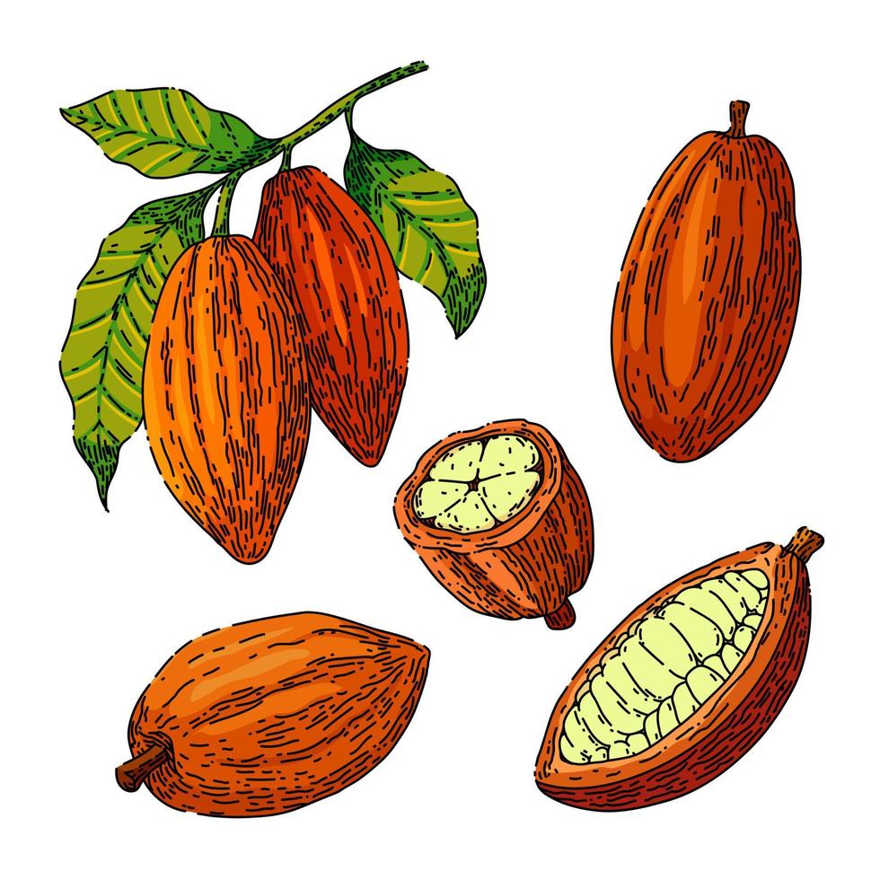 cacao chocolate conjunto boceto dibujado a mano vector