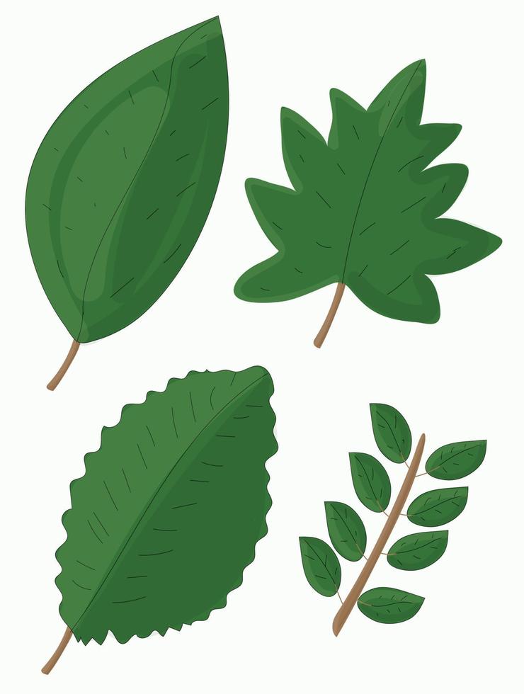 Types Of leaf Illustration Free Vector