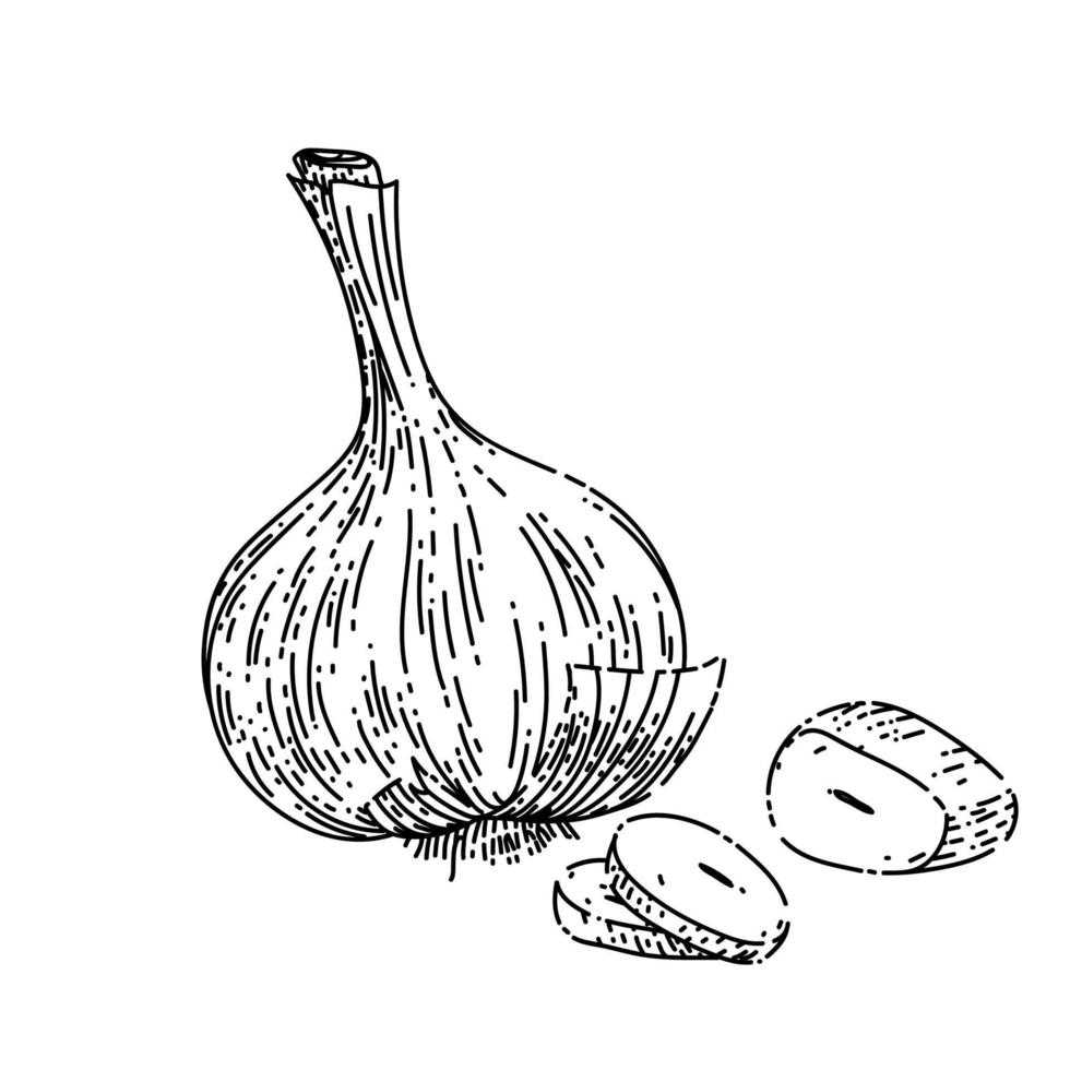 dry head of garlic sketch hand drawn vector 17588341 Vector Art at Vecteezy