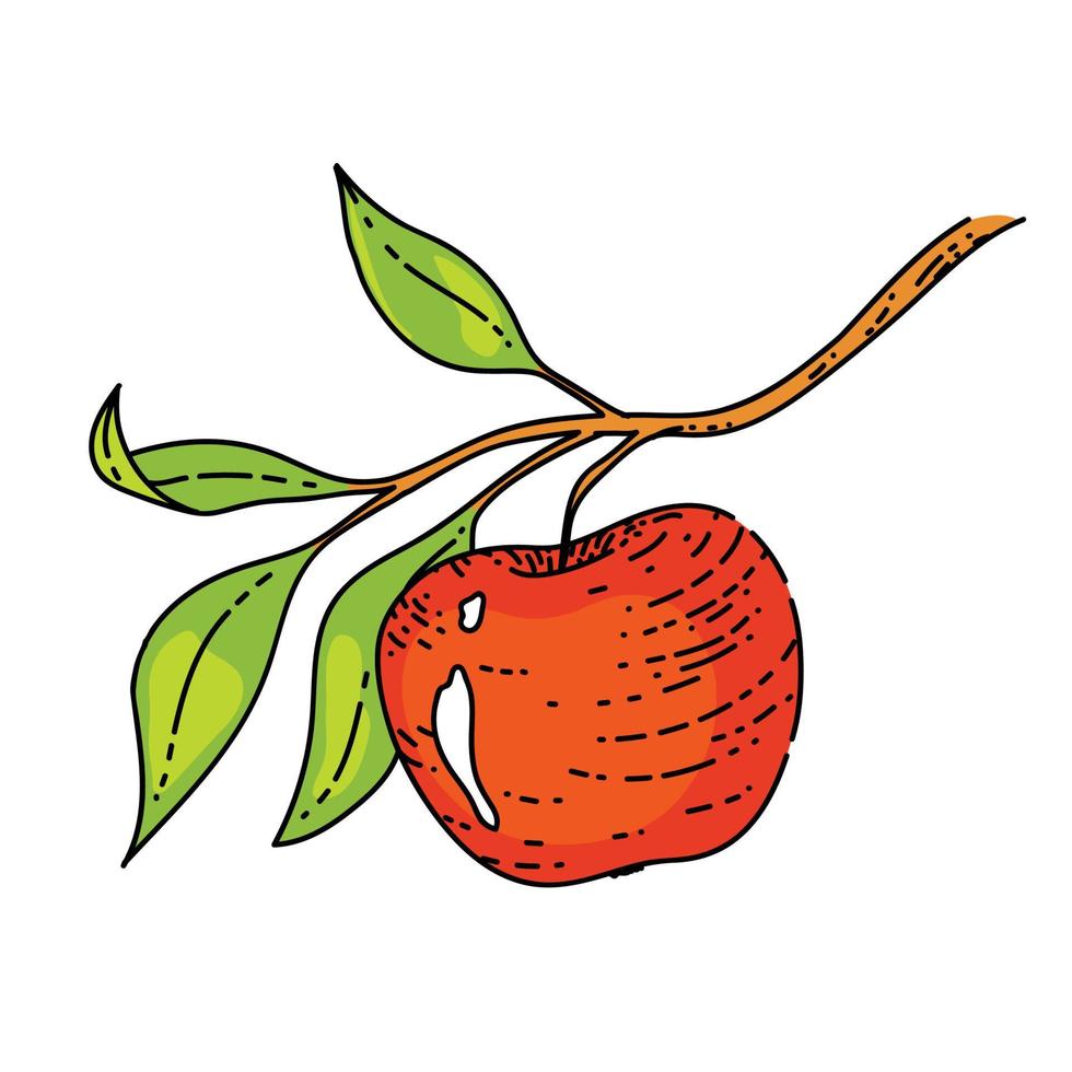 apple branch leaf sketch hand drawn vector