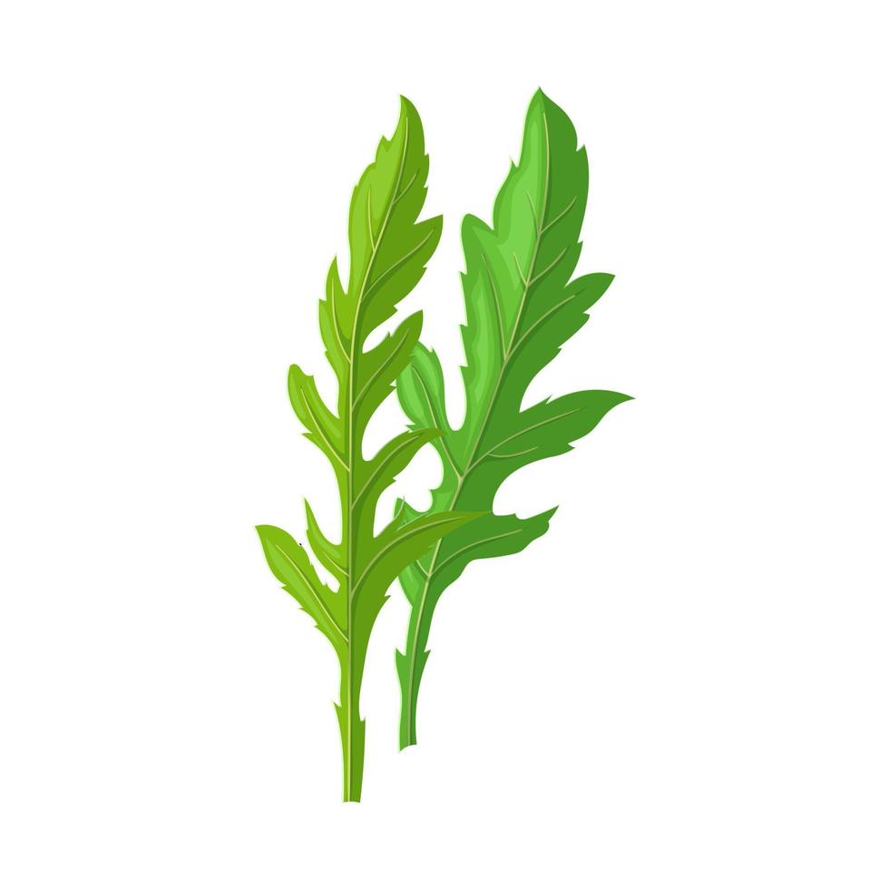 arugula vegetable cartoon vector illustration