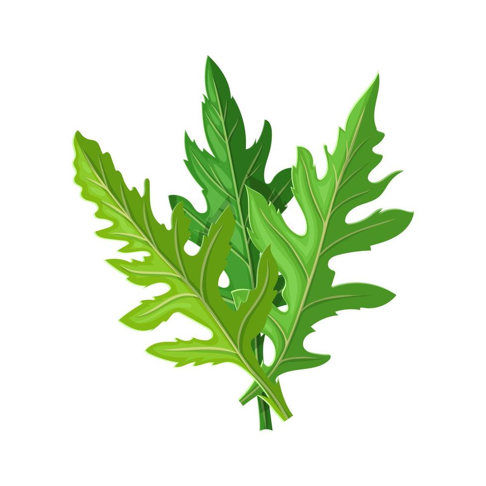 arugula ingredient cartoon vector illustration