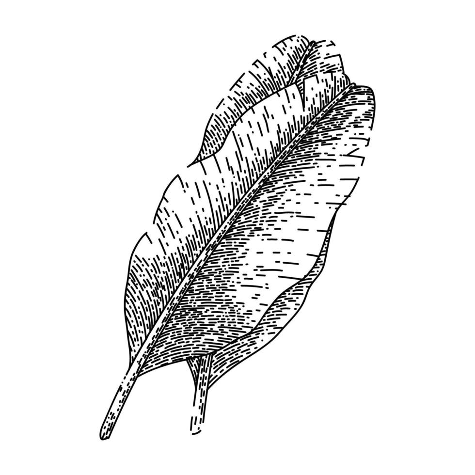 leaf banana sketch hand drawn vector