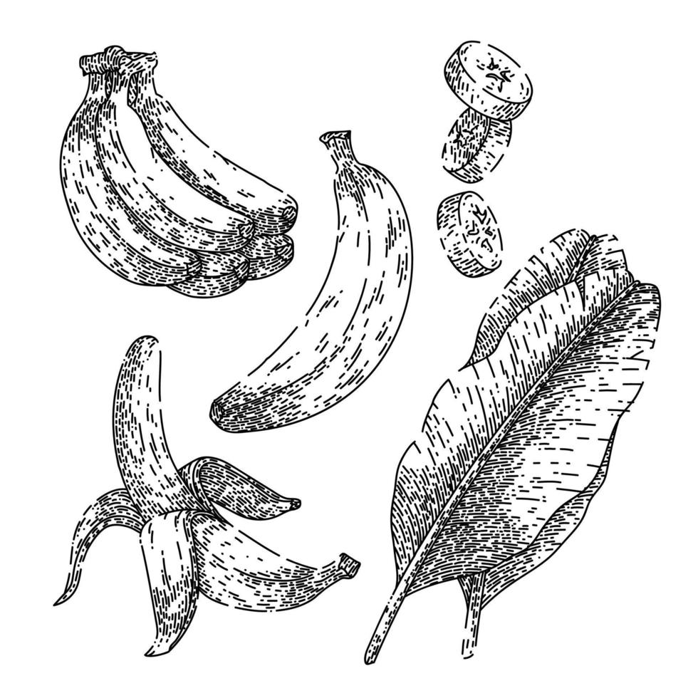 banana fruit set sketch hand drawn vector