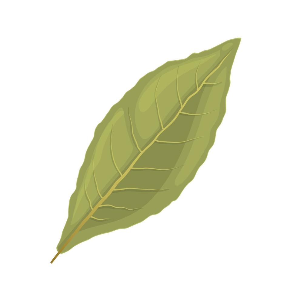 ilustración de vector de dibujos animados de especias de hoja de laurel