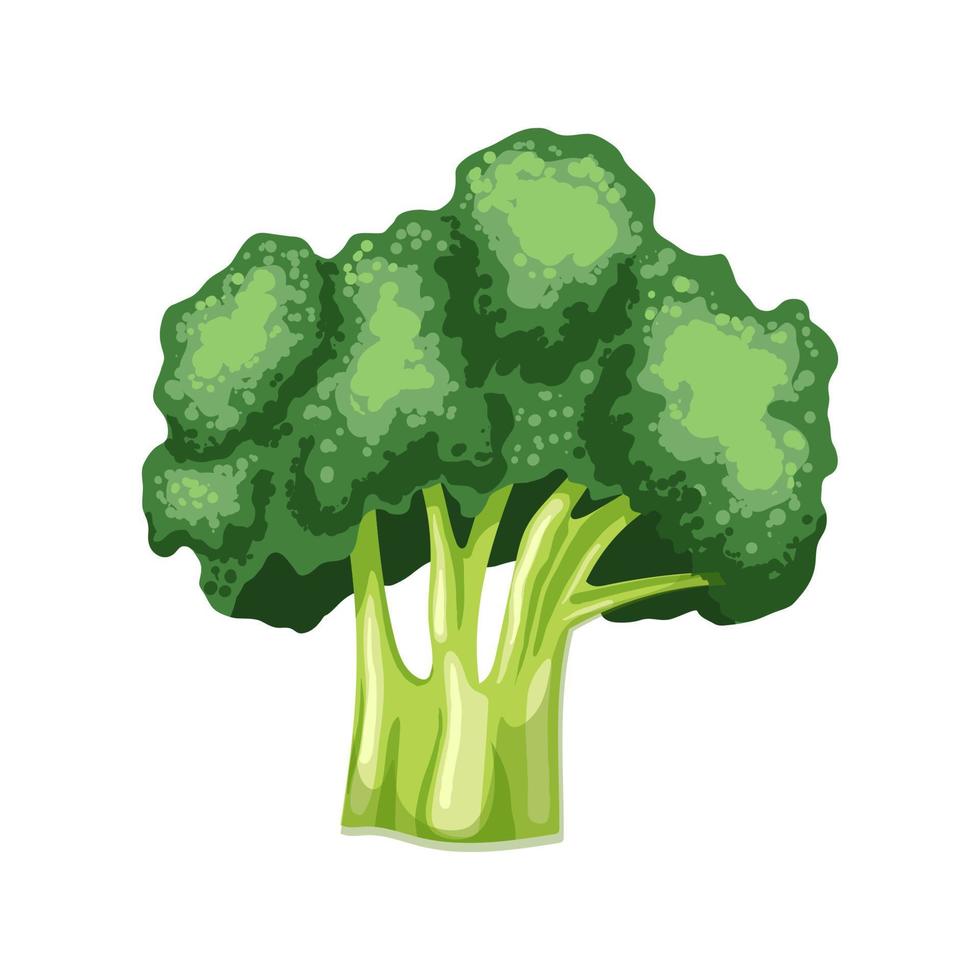 ilustración de vector de dibujos animados frescos de brócoli