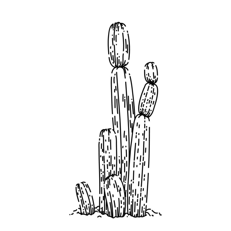 desierto de cactus boceto dibujado a mano vector