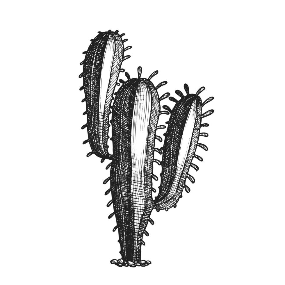 vector vintage de cactus del desierto de hábito arborescente alto