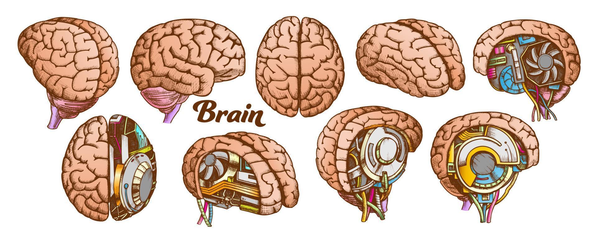 Color Brain Set Collection In Different Views Vector