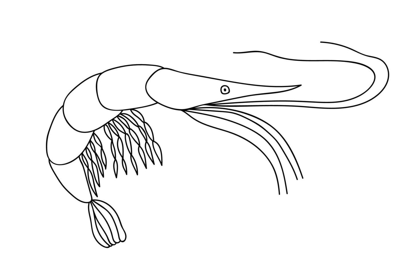 Doodle shrimp vector illustration. Hand drawn sea shrimp isolated.