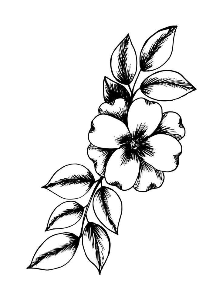 Hand drawn sundaville rose star floral illustration. Vector rose sketch in black and white, isolated.