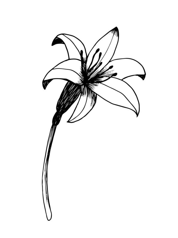 Hand drawn vector day lily sketch. Clip art isolated on white background. Spring flower in retro style.