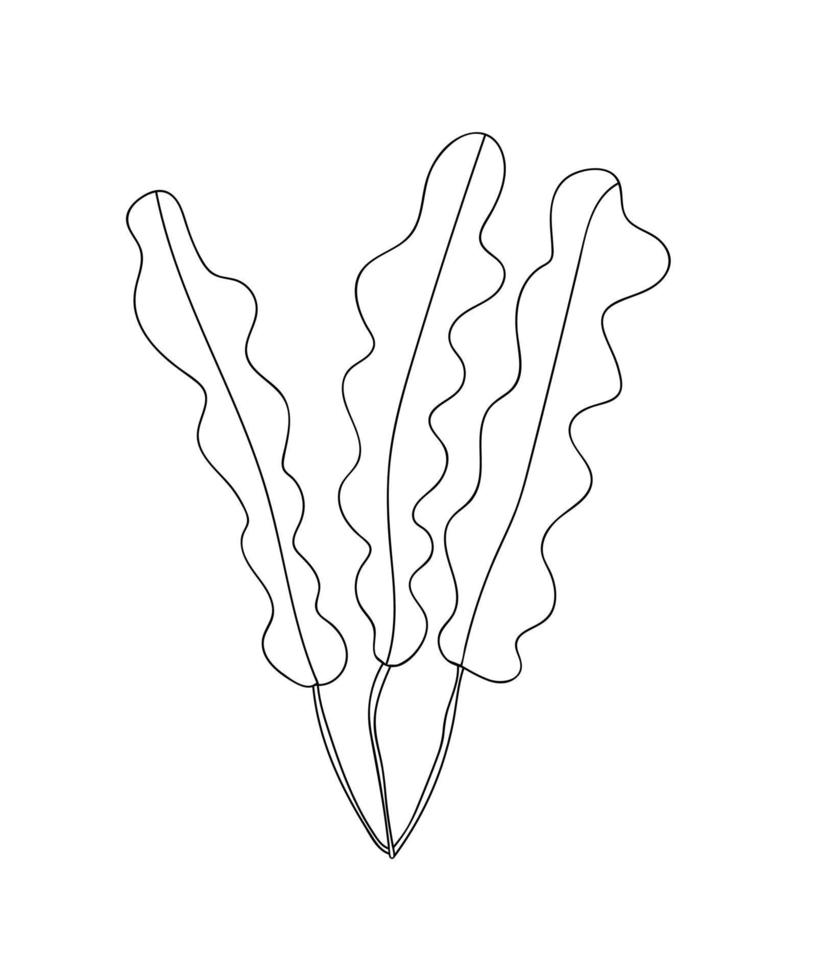 Seaweed vector doodle illustration. Hand drawn ink seaweed plant illustration.