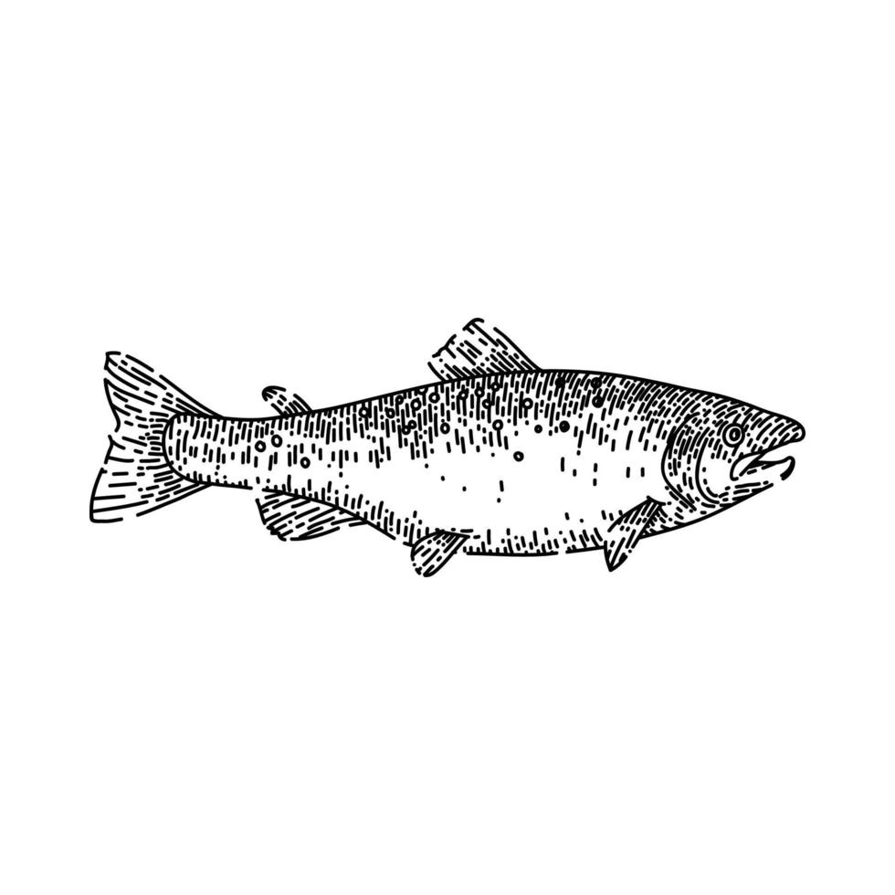 salmon fish sketch hand drawn vector