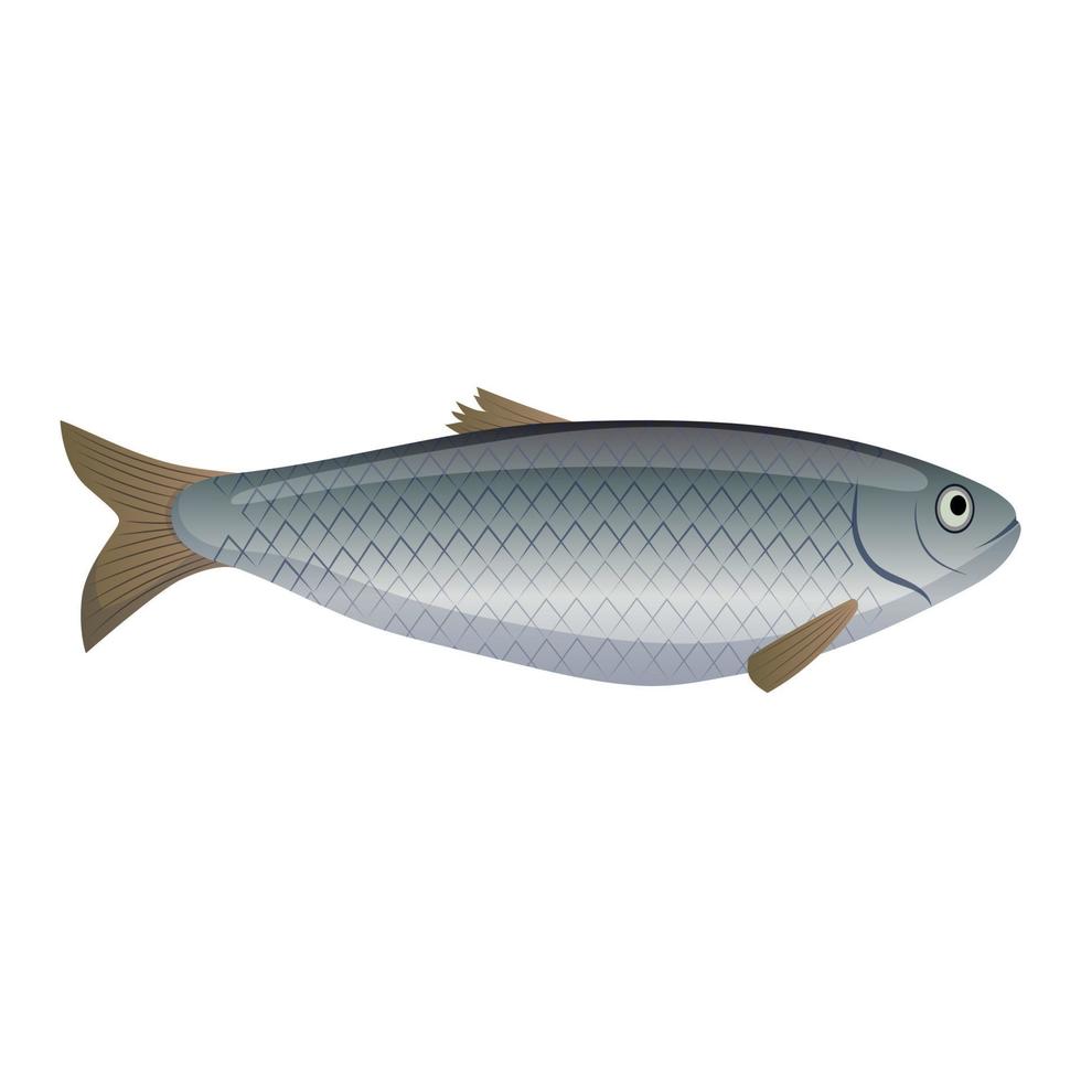 herring fish cartoon vector illustration