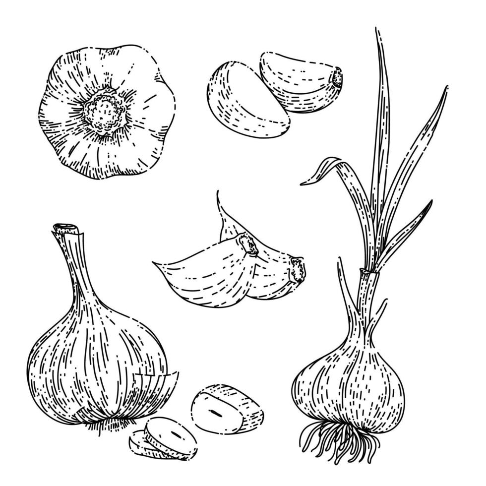 garlic food sketch hand drawn vector