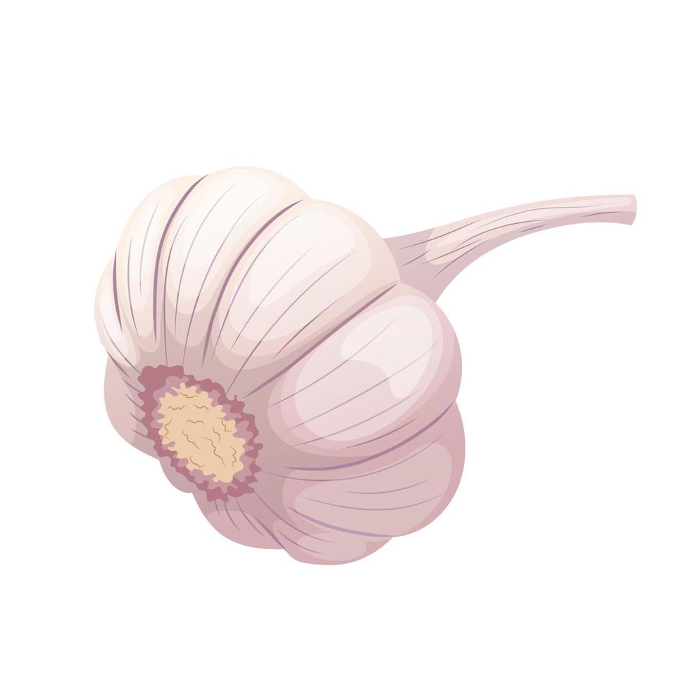 dry head of garlic cartoon vector illustration